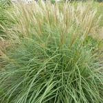 Miscanthus sinensis 'Arabesque' - 