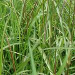 Miscanthus sinensis 'August Feder' - 