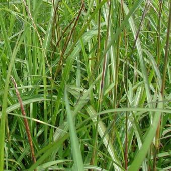 Miscanthus sinensis 'August Feder'