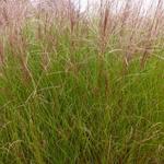 Miscanthus sinensis 'Autumn Light' - 