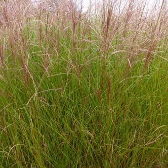 Miscanthus sinensis 'Autumn Light'