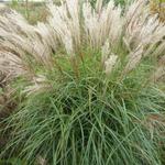 Miscanthus sinensis 'China' - 