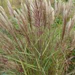 Miscanthus sinensis 'Dread Locks' - 