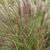 Miscanthus sinensis 'Dread Locks'