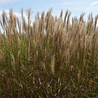 Miscanthus sinensis 'Dronning Ingrid'