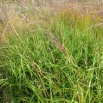 Miscanthus sinensis 'Emmanuel Lepage'