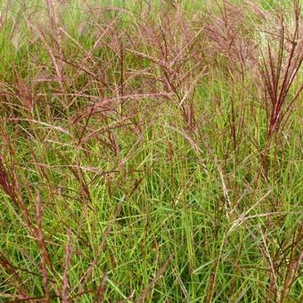 Miscanthus sinensis 'Ferner Osten'