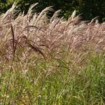 Miscanthus sinensis 'Flamingo'  - 