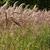 Miscanthus sinensis 'Flamingo'