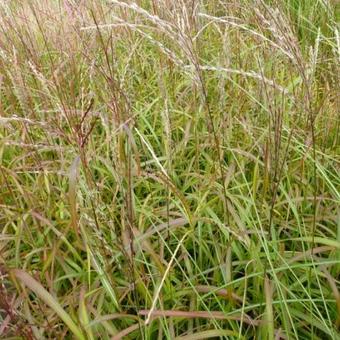 Miscanthus sinensis 'Ghana'