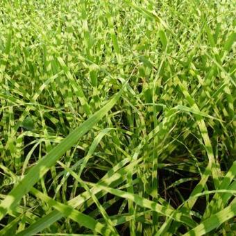 Miscanthus sinensis 'Gold Bar'