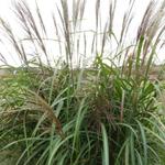 Miscanthus sinensis 'Goliath' - 