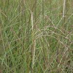 Miscanthus sinensis 'Graziella' - 