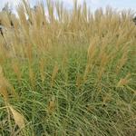 Miscanthus sinensis 'Herman Mussel' - 