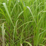 Miscanthus sinensis 'Jubilar' - 