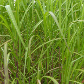 Miscanthus sinensis 'Jubilar'