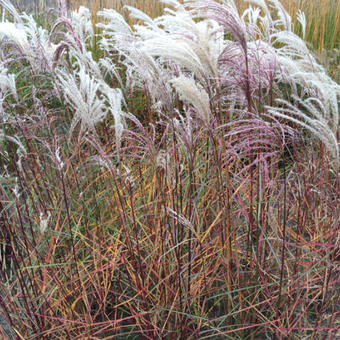 Miscanthus sinensis 'Kaskade'