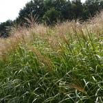 Miscanthus sinensis 'Krater' - 