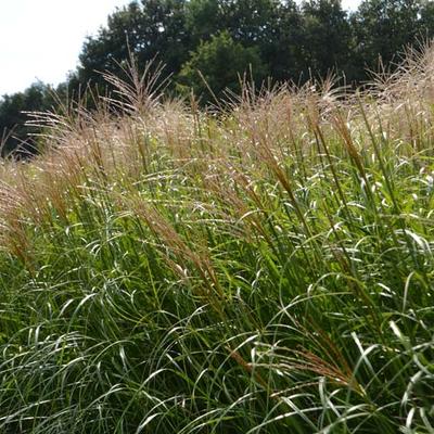 Miscanthus sinensis 'Krater'