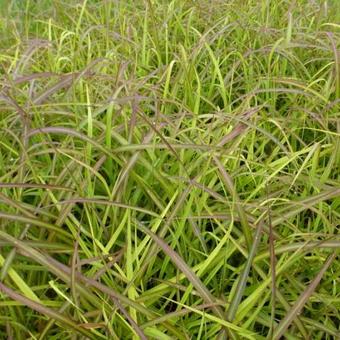 Miscanthus sinensis 'Navajo'