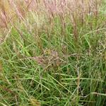 Miscanthus sinensis 'Nippon' - 