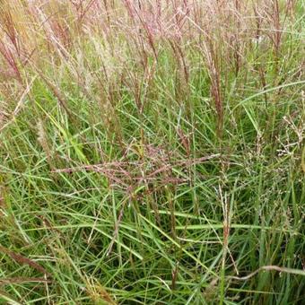 Miscanthus sinensis 'Nippon'