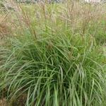 Miscanthus sinensis 'Purple Fall' - 