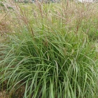 Miscanthus sinensis 'Purple Fall'