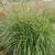 Miscanthus sinensis 'Purple Fall'