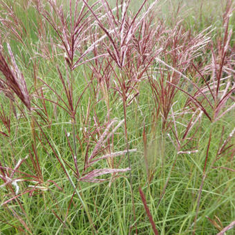 Miscanthus sinensis 'Red Chief'