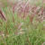 Miscanthus sinensis 'Red Chief'