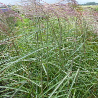 Miscanthus sinensis 'Roland'