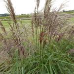 Miscanthus sinensis 'Rotsilber' - 