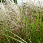 Miscanthus sinensis 'Sarabande' - 