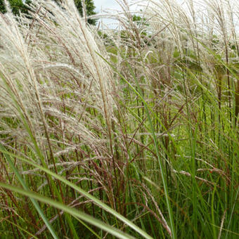 Miscanthus sinensis 'Sarabande'