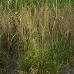 Molinia caerulea subsp. arundinacea 'Bergfreund' - 