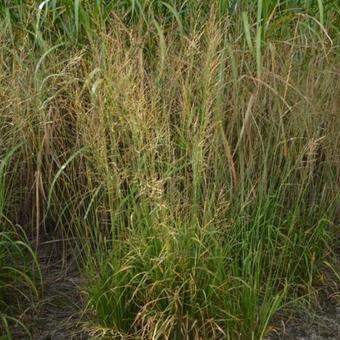 Molinia caerulea subsp. arundinacea 'Bergfreund'