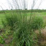 Molinia caerulea subsp. arundinacea 'Cordoba' - 