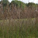 Molinia caerulea subsp. arundinacea 'Karl Foerster'