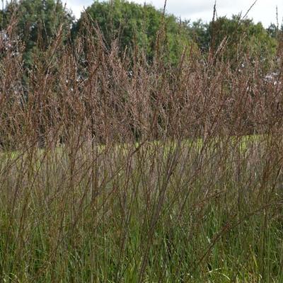 Molinia caerulea subsp. arundinacea 'Karl Foerster' - 