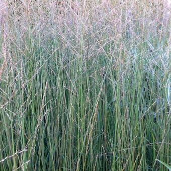 Molinia caerulea subsp. arundinacea 'Skyracer'