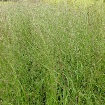 Molinia caerulea subsp. arundinacea 'Transparent'