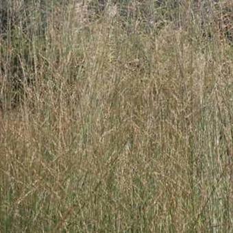 Molinia caerulea subsp. arundinacea 'Windspiel'