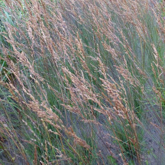 Molinia caerulea subsp. caerulea 'Edith Dudszus'