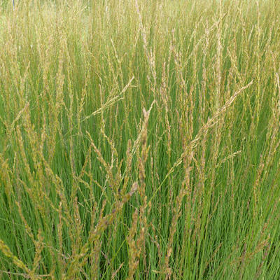 Molinia caerulea subsp. caerulea 'Heidebraut' - 