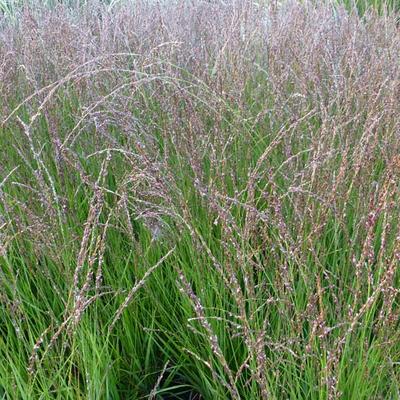 Molinia caerulea subsp. caerulea 'Heidezwerg'