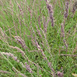 Molinia caerulea subsp. caerulea 'Moorhexe' - 