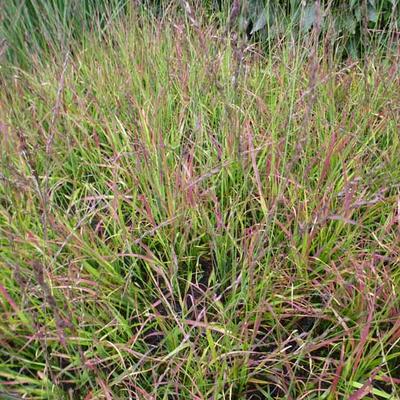 Molinia caerulea subsp. caerulea 'Rotschopf' - 