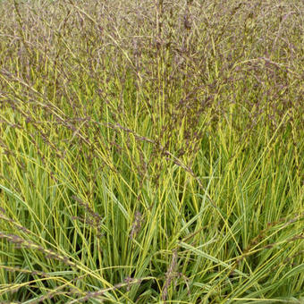 Molinia caerulea subsp. caerulea 'Variegata'