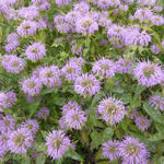 Monarda fistulosa - 